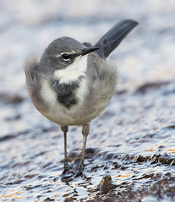 Cape Wagtail